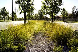 Sandhurst club median bioretention swale, skye